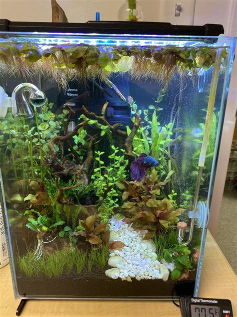 Best Plants For A 5 Gallon Betta Tank at Ian Peterson blog