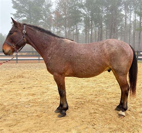 Bay Roan Gelding