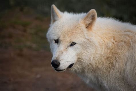 Arctic Wolves at Jimmy's Farm & Wildlife Park, Suffolk