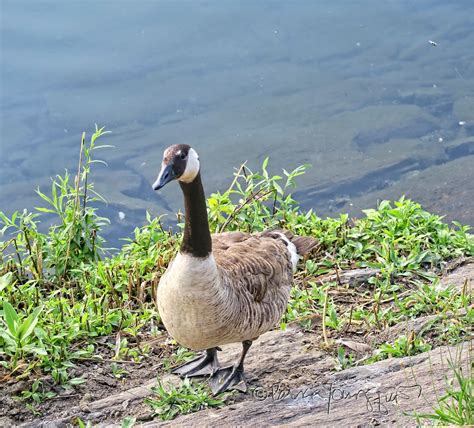 The Last Leaf Gardener: "take a gander" (Wednesday's Wisdom)