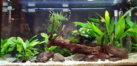 125 Gallon Freshwater Planted Aquarium - Tropical Fish Site