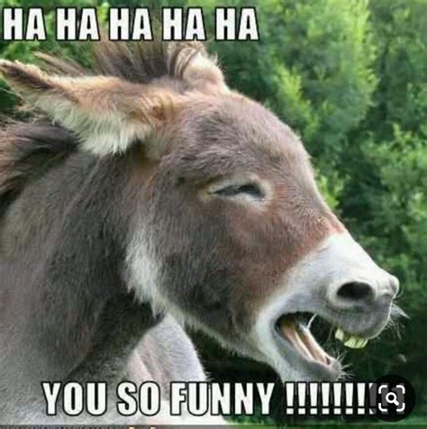 25 Best Memes About Donkey Funny Donkey Funny Memes