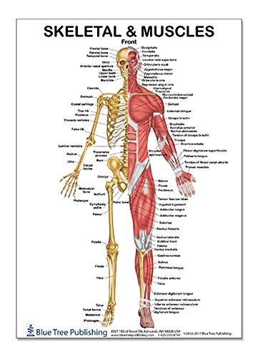 Buy Blue Tree Publishing Skeletal Muscles Front View 12*17 inch, for ...