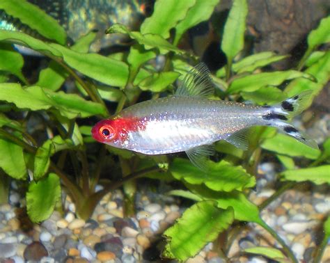 Rummy Nose Tetra - Here is Everything You Need to Know About the Fish