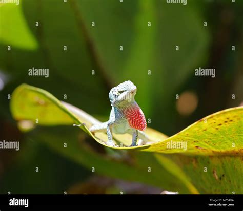 The green anole lizard (Anolis carolinensis) is sometimes called the ...