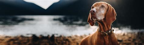Why Is Pro Plan the Best Food for Your Pet? | Purina