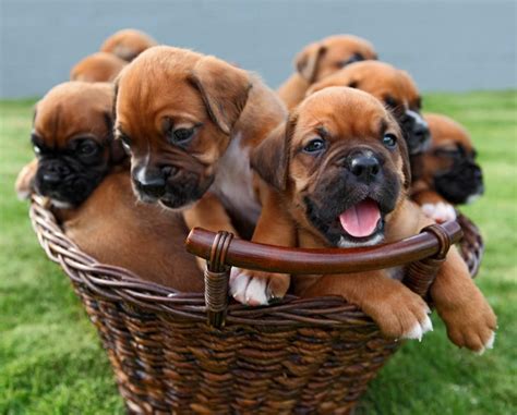 Freiatmende gesunde Französische Bulldogge Weibchen in Anzeigen Leipzig ...