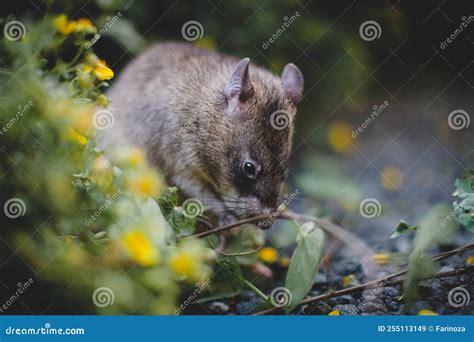 Giant African Pouched Rat in a Garden with Pansies Stock Image - Image ...