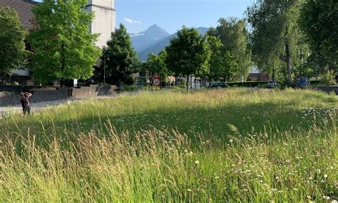 Blühflächen für die Artenvielfalt - Rundgang zu Oasen im Siedlungsraum ...