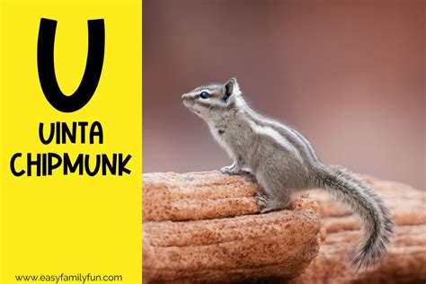 134 Unbelievable Animals that Start with U