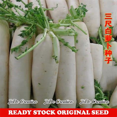 Benih Lobak / Radish Seeds / 萝卜种子 | Shopee Malaysia