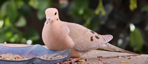 Mourning Dove Spiritual Meaning Explained Completely