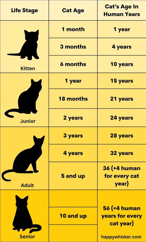 What Is Cat To Human Years at Alfred Wilford blog