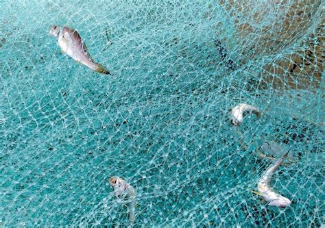 组图：岘港市渔民在沙滩拖网捕鱼 场面竟如此壮观 | 经济 | Vietnam+ (VietnamPlus)