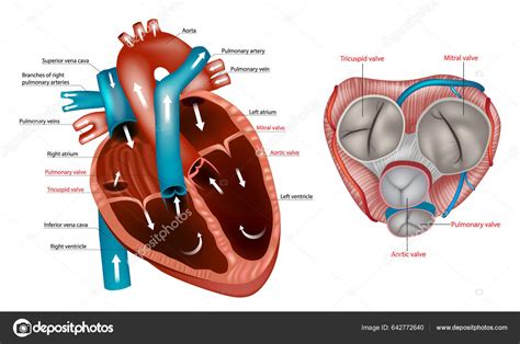 Atrioventricular Valve Diagram