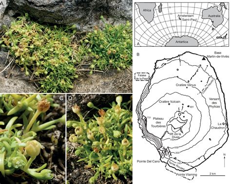 Species New to Science: [Botany • 2019] ﻿Sagina hookeri (Caryophyllaceae) • A New endemic ...