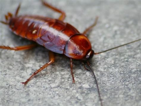 Cockroaches Are Becoming Immune To Insecticide, And They Will Be Hard ...