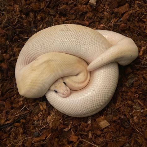 Image result for My First Ball Python