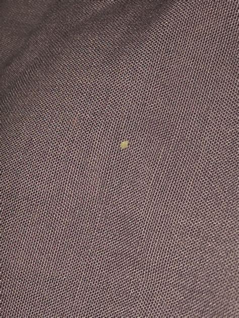 How Long Do Carpet Beetles Eggs Live at Sophia Iliffe blog