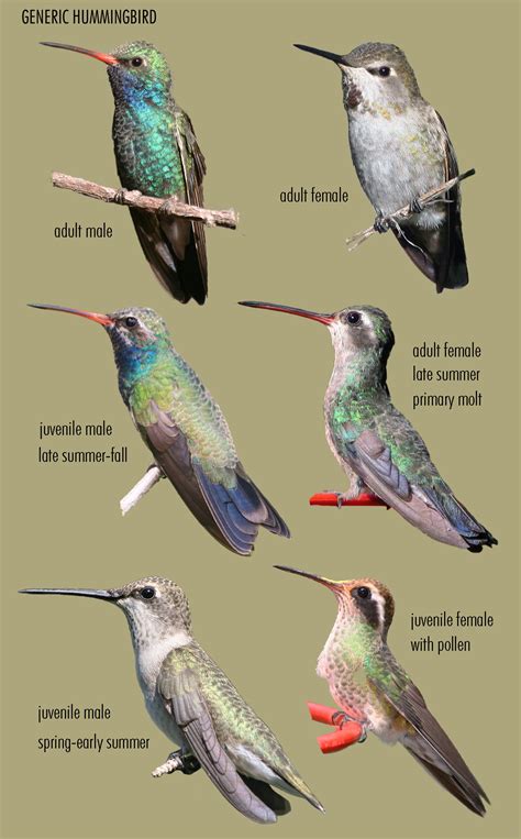 How To Identify Female Hummingbirds at Sam Cawthorn blog