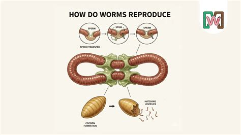 How Do Worms Reproduce? Cocoons, Eggs, and Worm Growth Explained