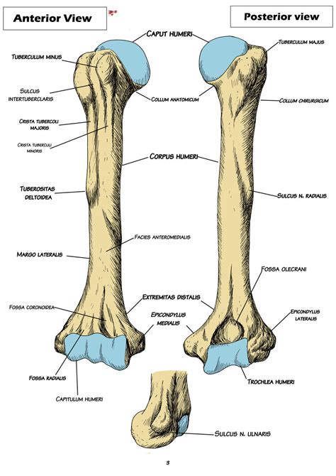 Humerus Bone Anatomy