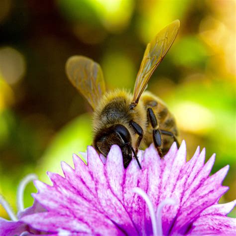15 Types of Bees Found in Indiana! (2025) - Bird Watching HQ