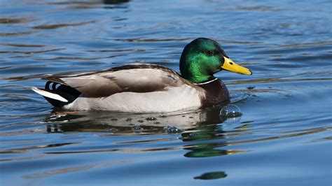 Image result for Animals Using Sign Language