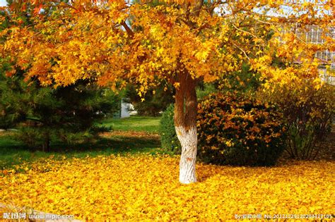 秋天的树枝在湖面上的倒影高清图片_大图网图片素材