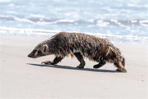 Elusive Texas creature is spotted having a rare beach day