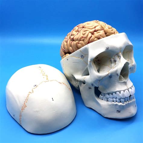 Buy Learning Resources Human Skull and Brain Anatomical Model ...