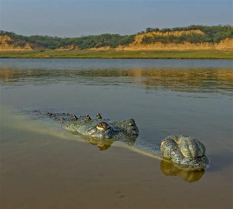 Which River Has the Most Gharials in the World?