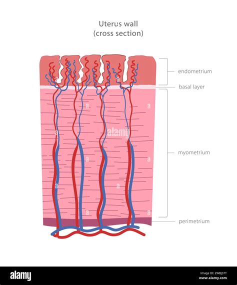 Uterus wall cross section diagram. Uterine layers: perimetrium ...