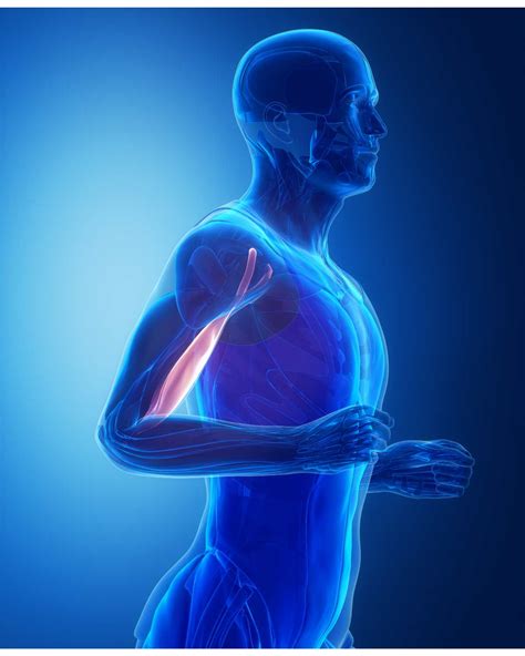 Distal Bicep Tendonitis: Treatment & Prevention