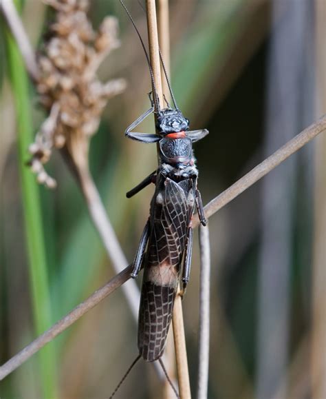 Invertebrates Picture Recognition Quiz with Flatworm, Alderfly