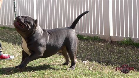 Image result for Bully Silentpatch Install