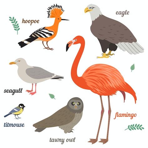 Flamingo Möwe amerikanische Adlermeise graue Eule und Wiedehopf ...