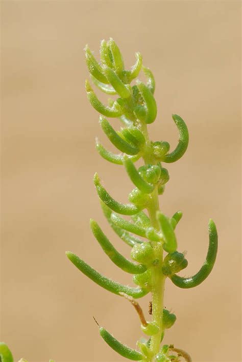 Suaeda aegyptiaca (Hasselq.) Zohary | Plants of the World Online | Kew ...