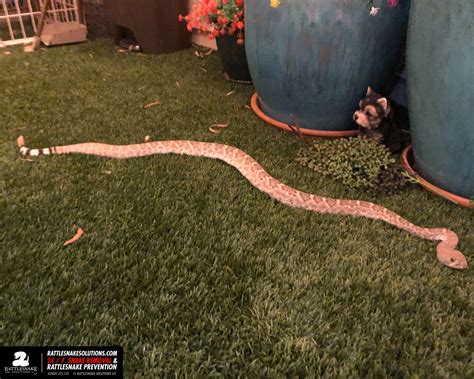 Biggest Rattlesnake In The World Prairie Rattlesnakes (U.S. National