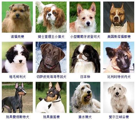 宠物狗狗品种大全及图片带名字-世界名犬品种