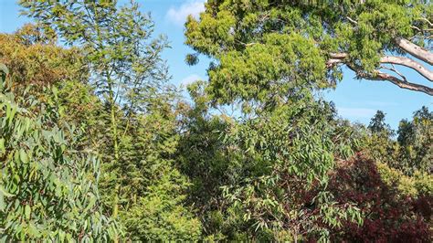 kon sa ped hai paryavaran ka dushman know reason and fact-एक पेड़ ऐसा ...