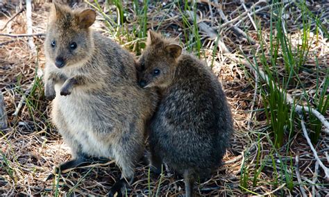 Australia's 7 cutest marsupials and where to find them - Wanderlust