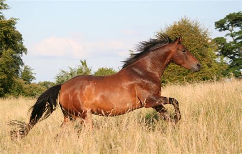 The 8 Fastest Horse Breeds in the World