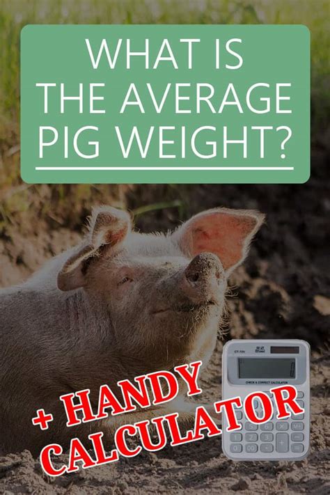 What is the Average Pig Weight?