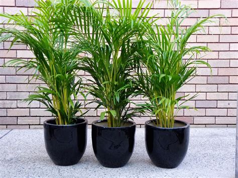 Outdoor Plants That Can Live In Pots at Ella Kendall blog