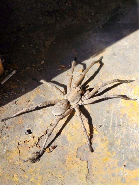 Wolf spider record? : r/spiders