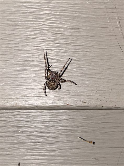 Unidentified spider in Massachusetts United States