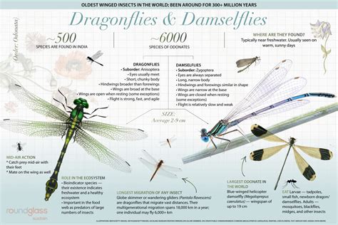 What Is The Difference Between Dragonfly And Damselfly Nature's
