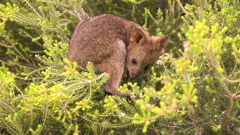 Enter the Wild (2024)