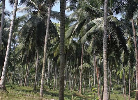 Sri Lanka Agriculture 的图像结果
